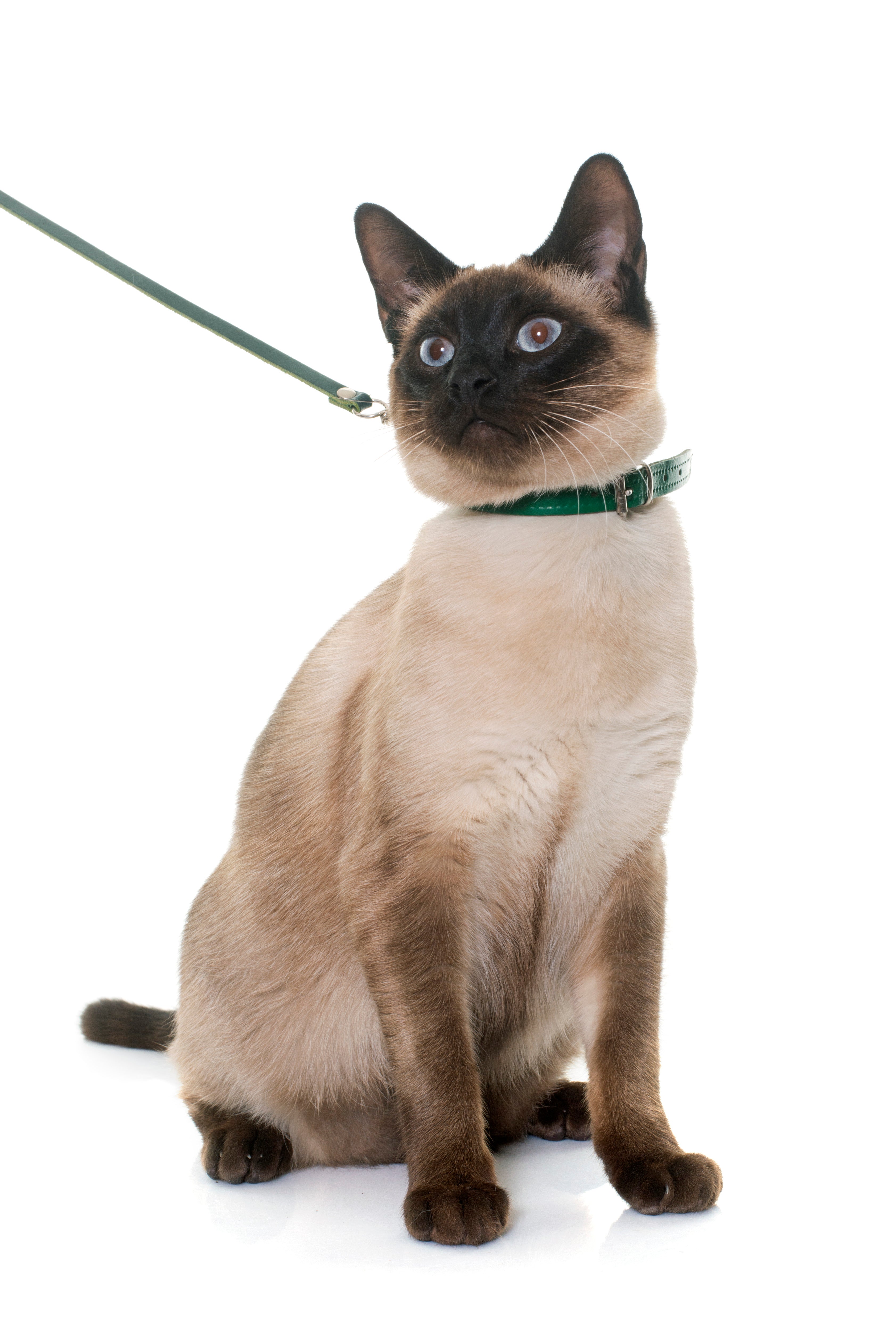 PET LEASH & COLLAR